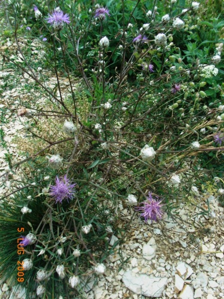 Centaurea deusta